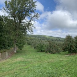 Hartland Orchard - Orchard View