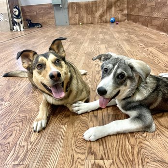 Dogs Tail - Pet Training Near Me - Calgary, Alberta Dogs Tail - Pet Training Near Me - Calgary, Alberta