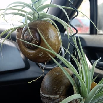 Brookside Orchids - Air plants! - Nurseries & Gardening Near Me - Menlo Park, California