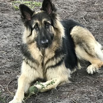 Morgan Veterinary Practice - Chloe - Veterinarians Near Me - Cape Coral, Florida Morgan Veterinary Practice - Chloe - Veterinarians Near Me - Cape Coral, Florida