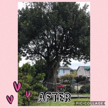 De La Torre Tree Service - Tree Services Near Me