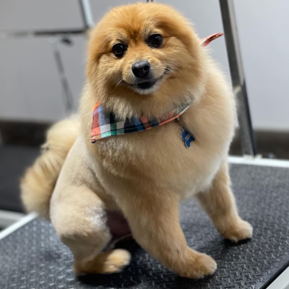 COLONIES PET GROOMING 176 Photos & 88 Reviews 1138 E 20th St