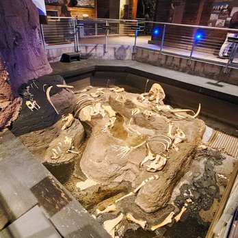 Elephant Odyssey - Fossil portal - Zoos Near Me - San Diego, California