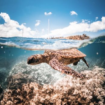 Teralani Sailing Adventures - Sea turtle - Boating Near Me - Lahaina, Hawaii Teralani Sailing Adventures - Sea turtle - Boating Near Me - Lahaina, Hawaii