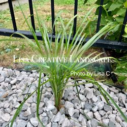 Lisa Creative Landscape - Front yard redo. More pictures in our website:https://www.lisacreativelandscape.com/
