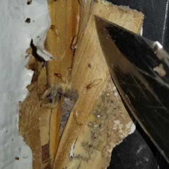 Green Services Termite & Pest Control - Pest Control Near Me Green Services Termite & Pest Control - Pest Control Near Me