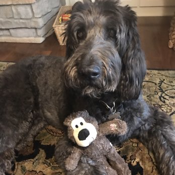 Murphys Pet & Home Sitting - Pet Sitting Near Me Murphys Pet & Home Sitting - Pet Sitting Near Me