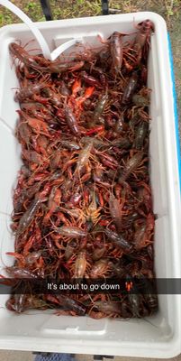 Crawfish Time by null