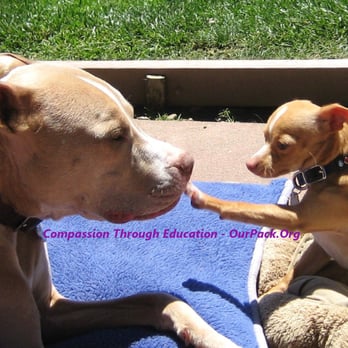 Dog Training For People - Pet Training Near Me - Los Gatos, California Dog Training For People - Pet Training Near Me - Los Gatos, California