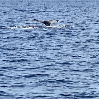 Ocean Explorer - Boat Charters Near Me - Belmar, New Jersey