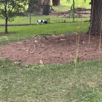 J & J Brothers Fence - Chain length fence replace and repair. My little dogs are loving their new yard. - Fences & Gates Near Me J & J Brothers Fence - Chain length fence replace and repair. My little dogs are loving their new yard. - Fences & Gates Near Me