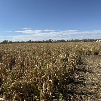Mile High Farms - Dead corn maze - Pumpkin Patches Near Me - Bennett, Colorado