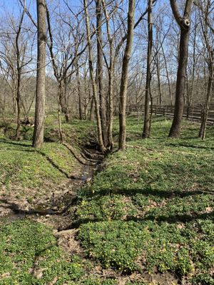 Cherokee Park by null