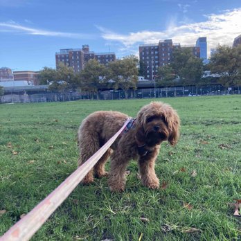 PupSee - Dog Walkers Near Me - Brooklyn, New York PupSee - Dog Walkers Near Me - Brooklyn, New York