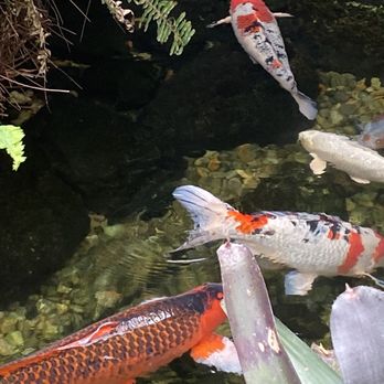 Roger Williams Park Botanical Center - Koi fish. - Botanical Gardens Near Me - Providence, Rhode Island
