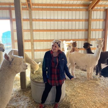 Enchanted Hollow Alpacas - In the pin with alpacas surrounding me . Interactive. - Attraction Farms Near Me - Elwood, Utah Enchanted Hollow Alpacas - In the pin with alpacas surrounding me . Interactive. - Attraction Farms Near Me - Elwood, Utah