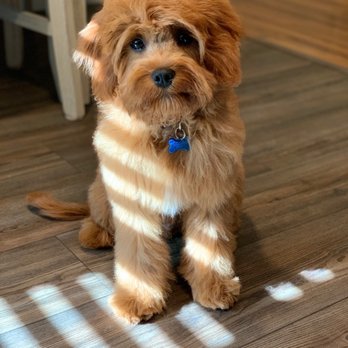 Pawsitively Groomed K-9S - This is how my regular groomer at another business usually leaves him looking. unfortunately they were booked for months. - Pet Groomers Near Me - Newton, Kansas Pawsitively Groomed K-9S - This is how my regular groomer at another business usually leaves him looking. unfortunately they were booked for months. - Pet Groomers Near Me - Newton, Kansas