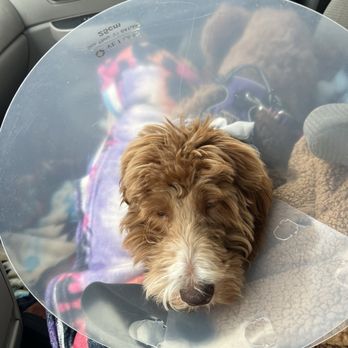 SNAP Spay Neuter Action Project - My girl Nova right after her surgery, medicated and comfy! - Veterinarians Near Me