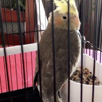 Noah's Ark - Pet Stores Near Me - El Monte, California