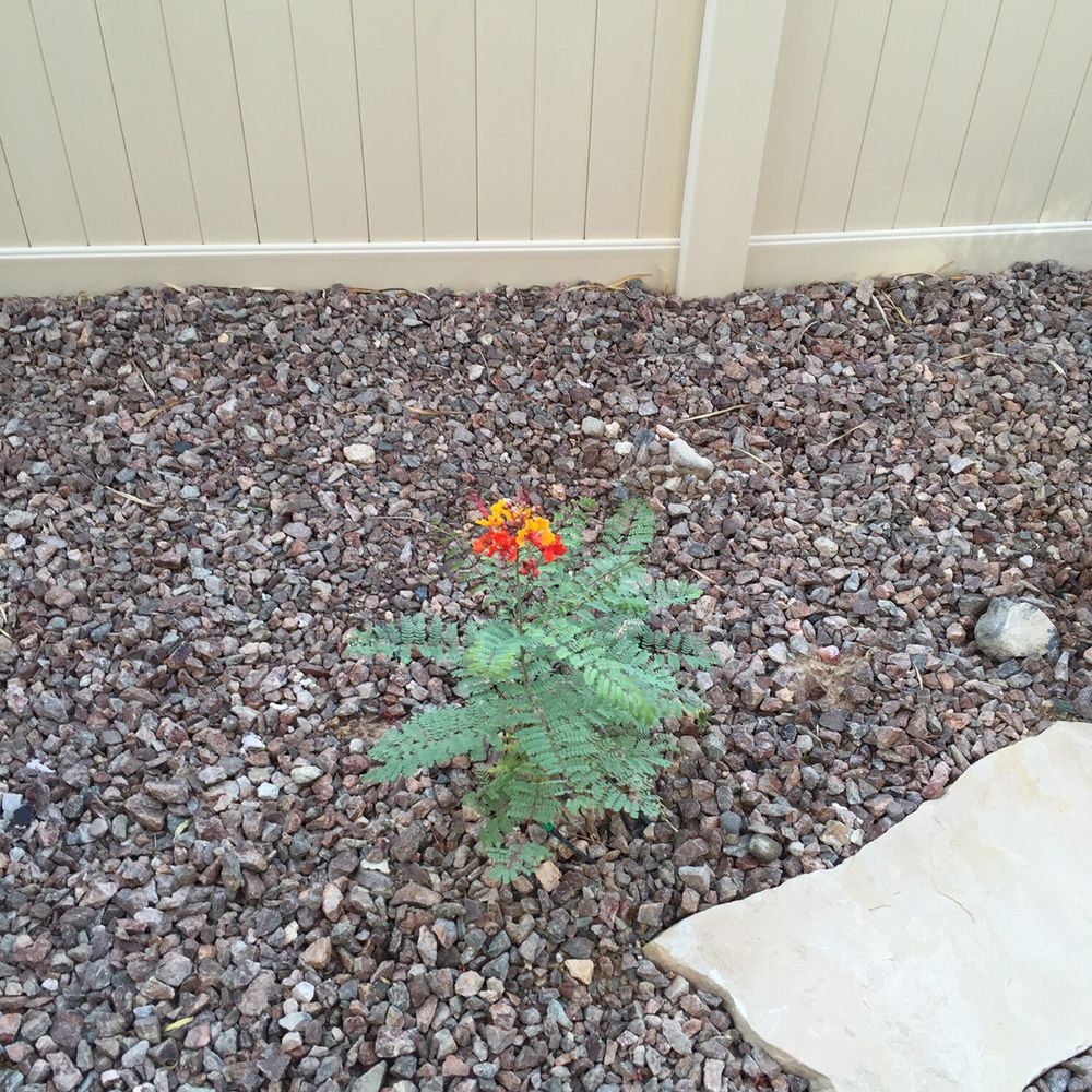 Sunshine Landscaping - Gardeners Near Me Sunshine Landscaping - Gardeners Near Me