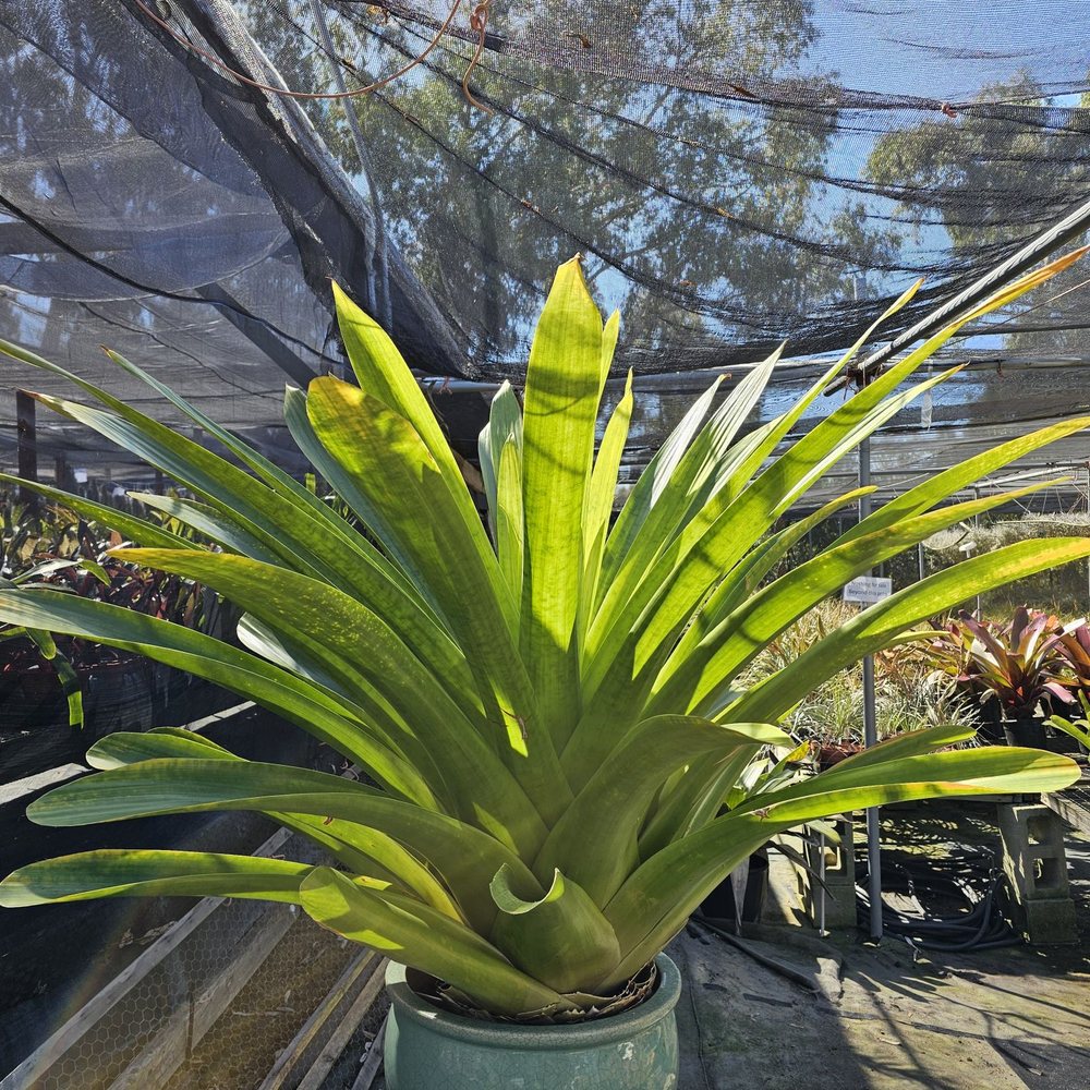 Bird Rock Tropicals - Nurseries & Gardening Near Me - Encinitas, California