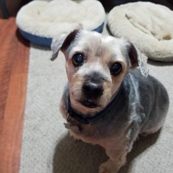 PetSmart - Pet Groomers Near Me - Waxahachie, Texas PetSmart - Pet Groomers Near Me - Waxahachie, Texas