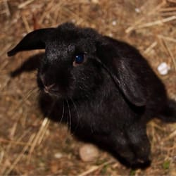 Sonnenhof - Ein süßer Hase