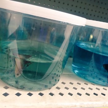 Walmart Supercenter - Dead and dying fish in tubs in Walmarts 'pet department' - Department Stores Near Me - Austin, Texas Walmart Supercenter - Dead and dying fish in tubs in Walmarts 'pet department' - Department Stores Near Me - Austin, Texas