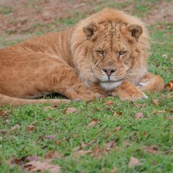 Turpentine Creek Wildlife Refuge - Kyro, is a beutiful male liger. You can see his spots and strips and his short mane. Ligers do not appear naturally. They are man made. help