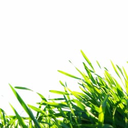 Coastal Cuts Lawn and Landscape Services