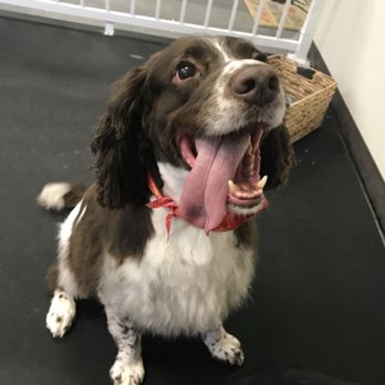 Leash N' Lather - Springer Spaniel - Pet Groomers Near Me - Saddle Brook, New Jersey Leash N' Lather - Springer Spaniel - Pet Groomers Near Me - Saddle Brook, New Jersey