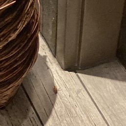 June 16th 2023 * cockroach by front door entryway :(