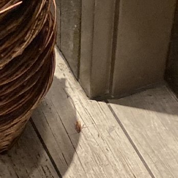 Cracker Barrel Old Country Store - June 16th 2023 * cockroach by front door entryway :( - American Near Me - Rockwall, Texas