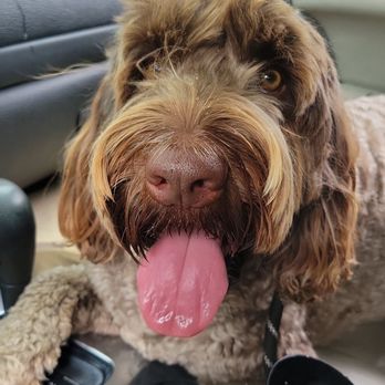 The Animal Keeper - Loving Camp at Animal Keeper! - Pet Sitting Near Me - Encinitas, California The Animal Keeper - Loving Camp at Animal Keeper! - Pet Sitting Near Me - Encinitas, California