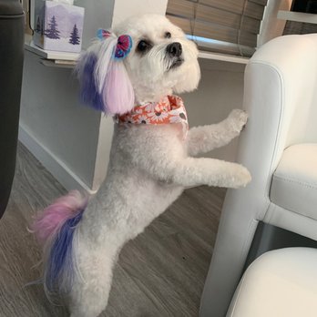 Puppy Cut Grooming - My dog - Pet Groomers Near Me - North Highlands, California Puppy Cut Grooming - My dog - Pet Groomers Near Me - North Highlands, California