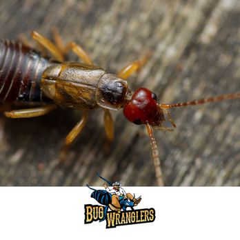 Bug Wranglers - Pest Control Near Me - Payson, Utah Bug Wranglers - Pest Control Near Me - Payson, Utah