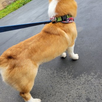 Cali Pet Goodz - Outline trim - Pet Groomers Near Me - Morgan Hill, California