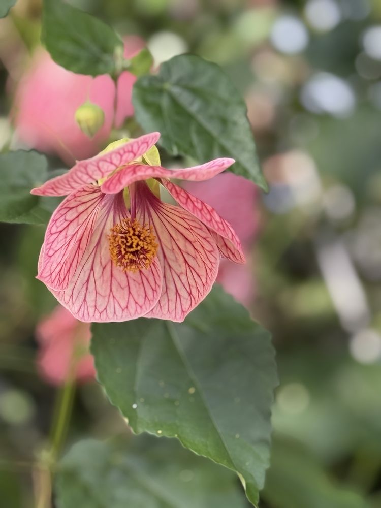 Logee's Greenhouses - beekeeping in Danielson, CT