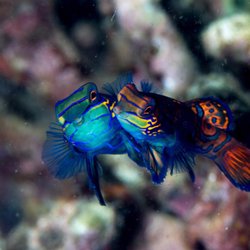 Sea Explorers