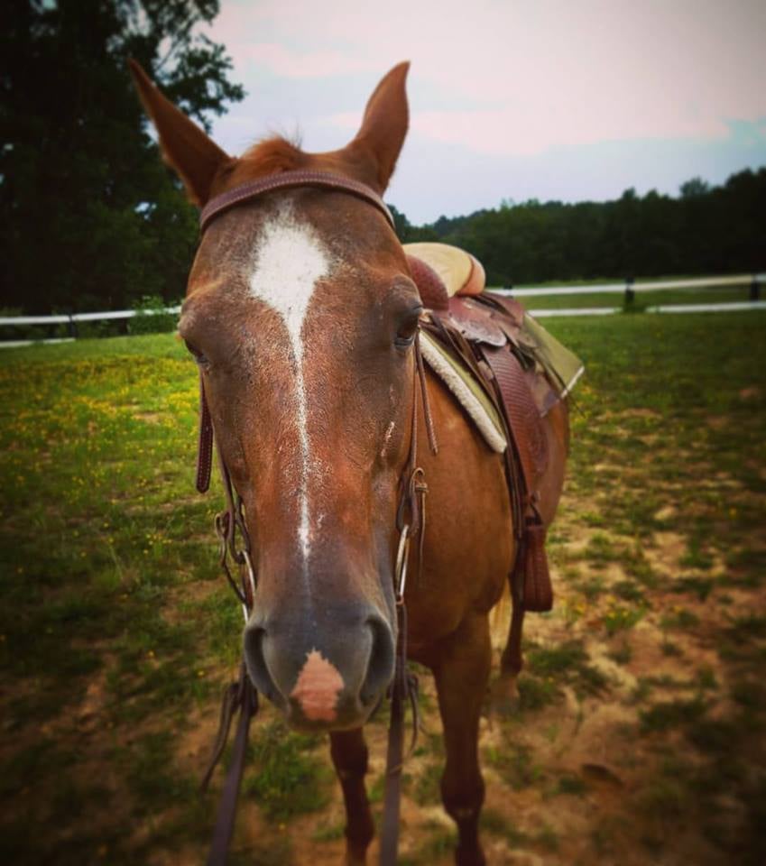 3M Farm - equestrian in Sterrett, AL
