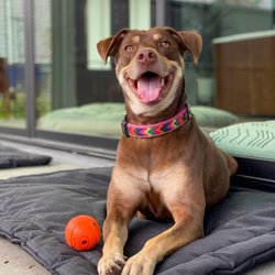 Little Journeys pet services