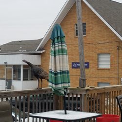 Oak Creek Senior Living - Local wildlife on our patio