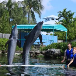 Dolphins Plus - Dolphin Duo