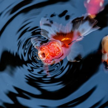 Stonewall Creek - An exotic close up view of the very friendly koi fish in the water. - Landscape Architects or Designers Near Me - Las Vegas, Nevada Stonewall Creek - An exotic close up view of the very friendly koi fish in the water. - Landscape Architects or Designers Near Me - Las Vegas, Nevada