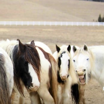 LexLin Ranch - Horseback Riding Near Me - Rockwood, Tennessee LexLin Ranch - Horseback Riding Near Me - Rockwood, Tennessee