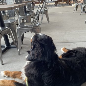 BS Brew Works - Bunsen enjoys burger smells from Depot across street - Beer Bar Near Me - Springfield, Tennessee BS Brew Works - Bunsen enjoys burger smells from Depot across street - Beer Bar Near Me - Springfield, Tennessee