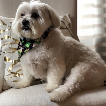 Dewberry Dogs - Pet Groomers Near Me - Boston, Massachusetts