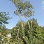 Photo of The Tree Doctor