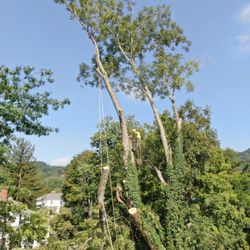 The Tree Doctor
