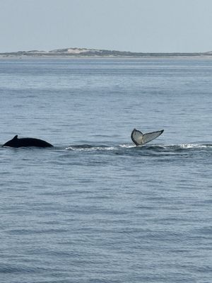Hyannis Whale Watcher Cruises by null